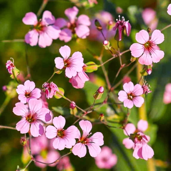 TomorrowSeeds - Pink Beauty Soapwort Seeds - 3600+ Count - For 2026 Planting Saponaria Soap Plant