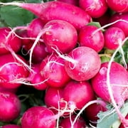TomorrowSeeds - Pink Celebration Radish Seeds - 900+ Count Packet - Raphanus sativus Hot Pink Skin Radishes Purple Red Daikon Root Vegetable Seed 2024 Fast Shippping