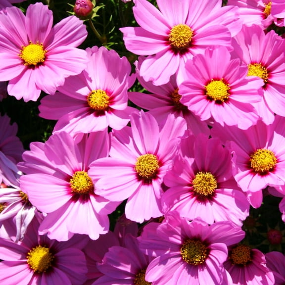 TomorrowSeeds - Pink Early Summer Cosmos (Dwarf) Seeds - 2000+ Count - For 2026 Planting Pink