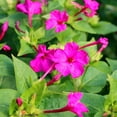 thumbnail image 1 of TomorrowSeeds - Pink Four O' Clock Seeds - 100+ Count - For 2026 Planting Mirabilis Jalapa Solid, 1 of 9