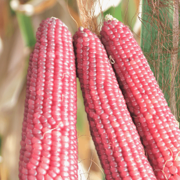 TomorrowSeeds - Pink Glass Gem Ornamental Corn Seeds - 30+ Count - For 2025 Planting Neon Early Pink