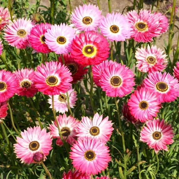 TomorrowSeeds - Pink Paper Daisy Seeds - 500+ Count - For 2025 Planting Everlasting Sunray Rhodanthe