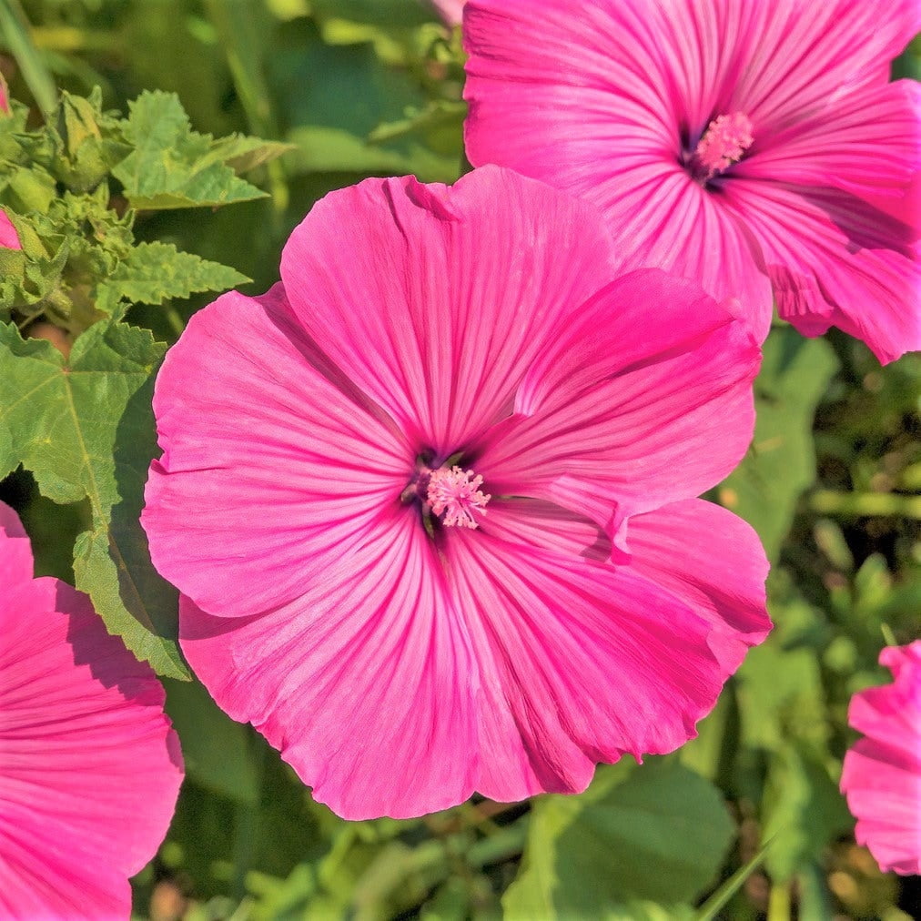 TomorrowSeeds Pink Rose Mallow Seeds 900+ Count Packet Malva