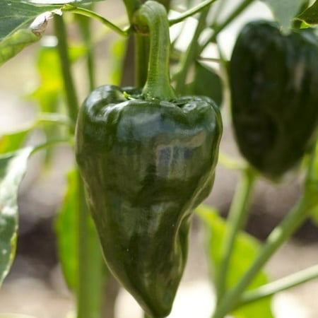 TomorrowSeeds - Poblano Pepper Seeds - 300+ Count - For 2026 Planting Traditional Dark Green Mexican