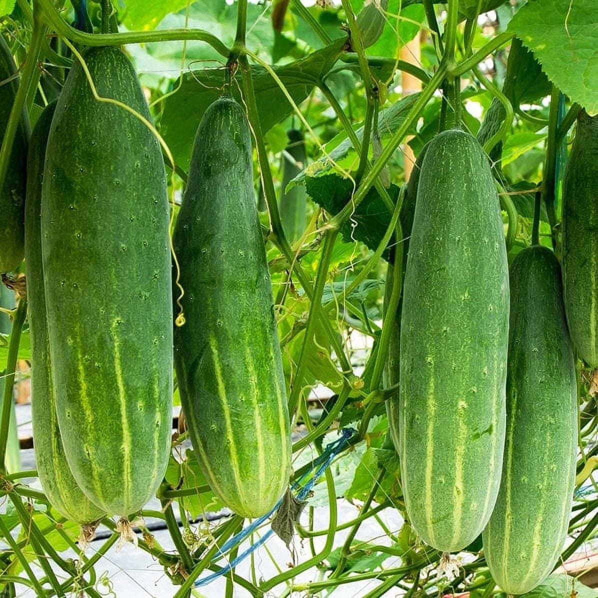 TomorrowSeeds Poinsett 76 Cucumber Seeds 30+ Count Packet Slicing