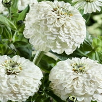 TomorrowSeeds - Polar Bear Zinnia Seeds - 200 Count - For 2025 Planting Long-Lasting Giant
