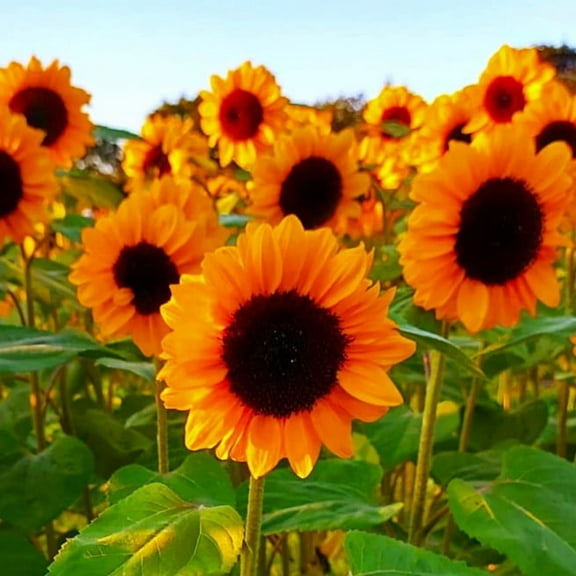 TomorrowSeeds - Orange F1 Sunflower Seeds - 10+ Count - For 2026 Planting Hybrid Giant Sunflowers