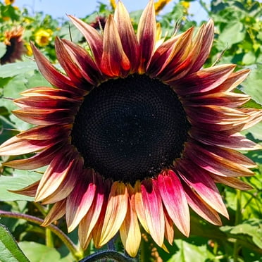 TomorrowSeeds - ProCut Plum Sunflower Seeds - 10+ Count - For 2025 Planting Pink Sunflowers