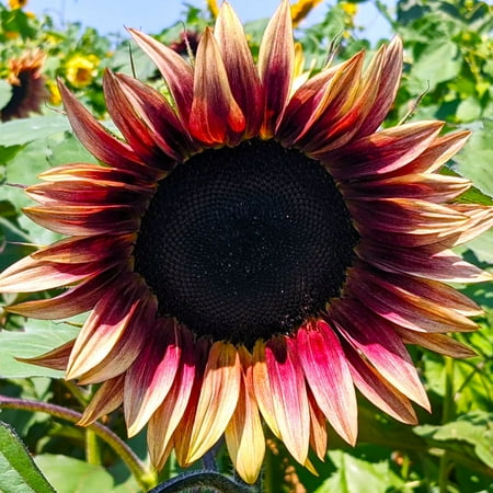 TomorrowSeeds - ProCut Plum Sunflower Seeds - 10+ Count - For 2026 Planting Pink Sunflowers