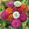 thumbnail image 1 of TomorrowSeeds - Pumila Mix "Pom Pom" Zinnia Seeds - 600+ Count - For 2025 Planting Long-Lasting, 1 of 5