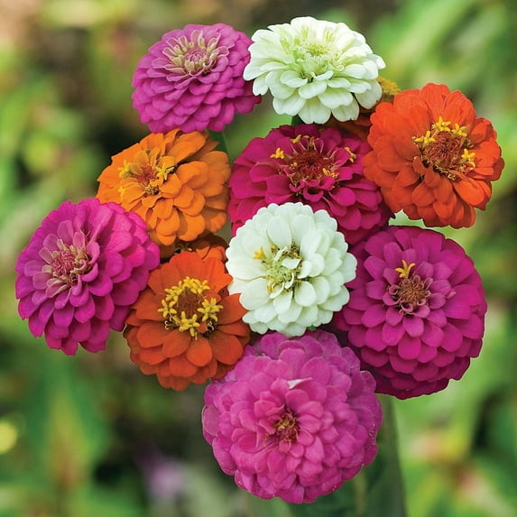TomorrowSeeds - Pumila Mix "Pom Pom" Zinnia Seeds - 600+ Count - For 2025 Planting Long-Lasting