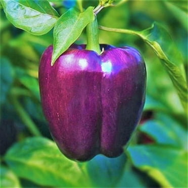 TomorrowSeeds - Purple Beauty Bell Pepper Seeds - 100+ Count - For 2025 Planting Majestic Violet