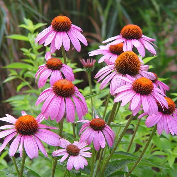 TomorrowSeeds - Purple Coneflower Seeds - 9000+ Count - For 2026 Planting USA Garden Flower Hedgehog