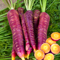 thumbnail image 1 of TomorrowSeeds - Purple Dragon Carrot Seeds - 3000+ Count - For 2026 Planting Cosmic Orange Yellow, 1 of 9