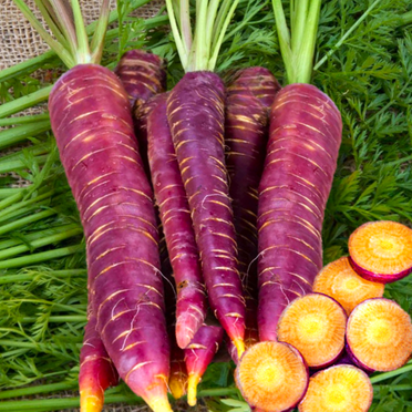 TomorrowSeeds - Purple Dragon Carrot Seeds - 500+ Count - For 2025 Planting Cosmic Orange Yellow