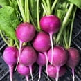 thumbnail image 1 of TomorrowSeeds - Purple Plum Radish Seeds - 600+ Count - For 2026 Planting Raphanus Sativus Purple, 1 of 11