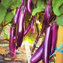 TomorrowSeeds - Purple Shine Chinese Eggplant Seeds - 200  Count - For 2026 Planting Long Asian