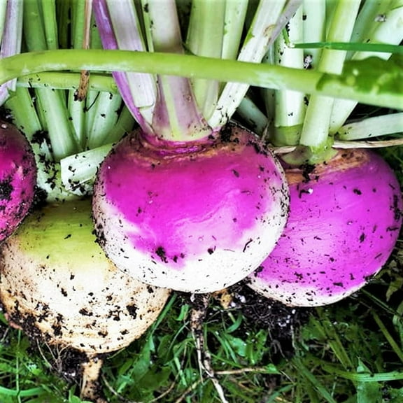 TomorrowSeeds - Purple Top Turnip Seeds - 30,000+ Count - For 2026 Planting American White Turnips