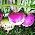 thumbnail image 1 of TomorrowSeeds - Purple Top Turnip Seeds - 10,000+ Count - For 2026 Planting American White Turnips, 1 of 11