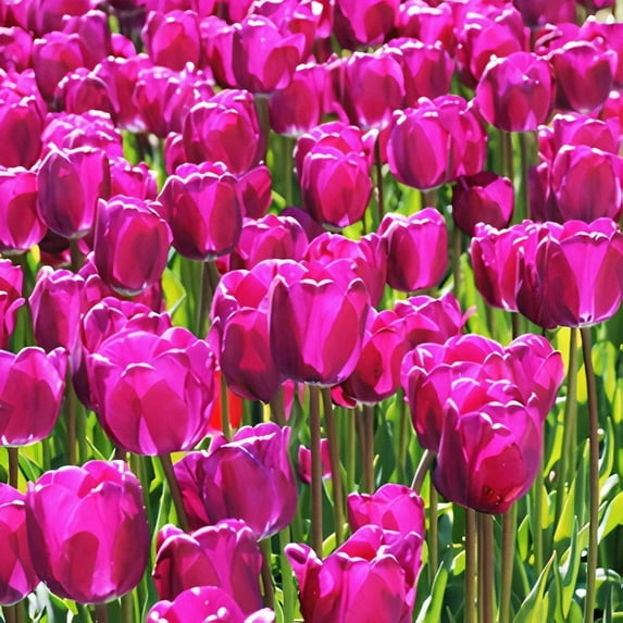 TomorrowSeeds - Purple Triumph Dutch Tulip Bulbs - 25 Bulbs - For 2025 Planting Dutch Grown Tulips