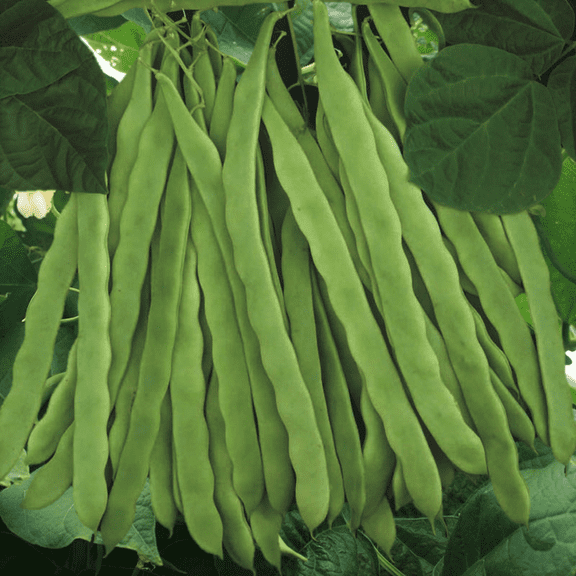 TomorrowSeeds - Qing Bian Romano Bean (Pole) Seeds - 90+ Count - For 2026 Planting Non-GMO
