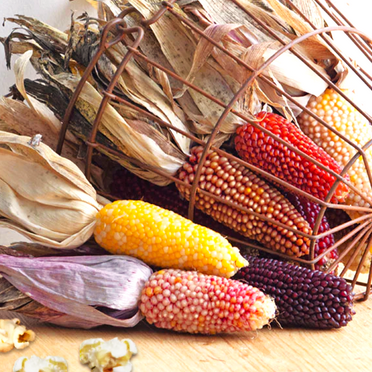 TomorrowSeeds - Rainbow Mix Strawberry Popcorn (Ornamental Corn) Seeds - 50+ Count - For 2025 Planting