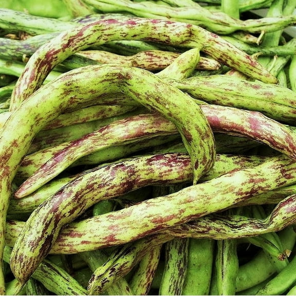 TomorrowSeeds - Rattlesnake Bean (Pole) Seeds - 30+ Count - For 2025 Planting Heat Tolerant
