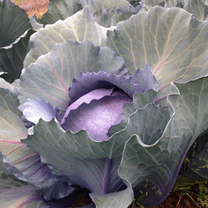 TomorrowSeeds - Red Acre Cabbage Seeds - 1000  Count - For 2026 Planting Heirloom Coldy Hardy