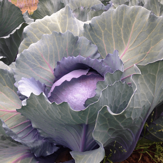 TomorrowSeeds - Red Acre Cabbage Seeds - 1000+ Count - For 2026 Planting Heirloom Coldy Hardy
