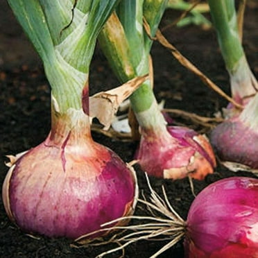 TomorrowSeeds - Red Burgundy Onion Seeds - 600+ Count - For 2025 Planting Sweet Short Day Onions