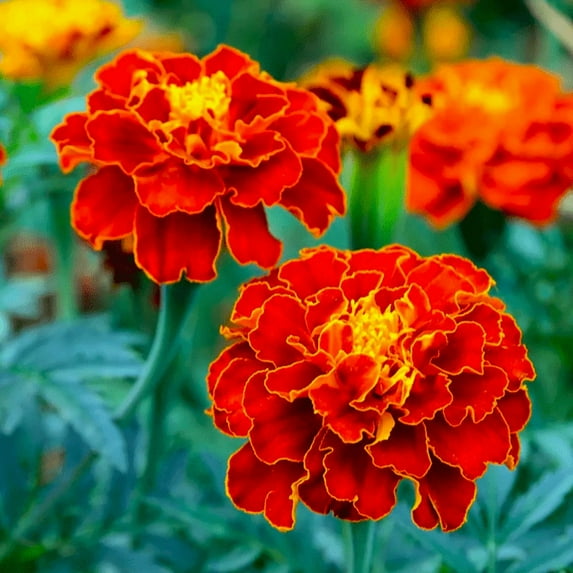 TomorrowSeeds - Red Cherry French Marigold Seeds - 1000+ Count - For 2026 Planting Dwarf Tagetes
