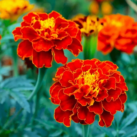 TomorrowSeeds - Red Cherry French Marigold Seeds - 1000+ Count - For 2026 Planting Dwarf Tagetes