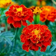 TomorrowSeeds - Red Cherry French Marigold Seeds - 200+ Count Packet - Tagetes Patulas Dwarf Pot Ruby Sunset Sparky Mix Daisy Garden Flower Seed For 2024 Season