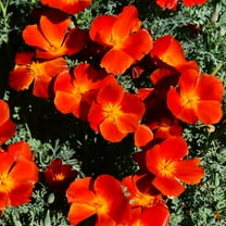 TomorrowSeeds - Red Chief California Poppy Seeds - 4000 Count - For 2026 Planting Scarlet Flanders