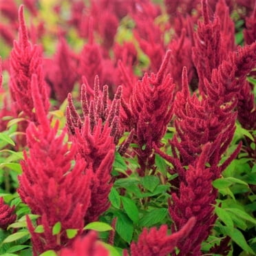 TomorrowSeeds - Red Garnet Amaranth Seeds - 2000+ Count - For 2025 Planting USA Tropical Ornamental