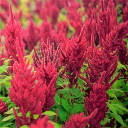 TomorrowSeeds - Red Garnet Amaranth Seeds - 2000+ Count - For 2026 Planting USA Tropical Ornamental