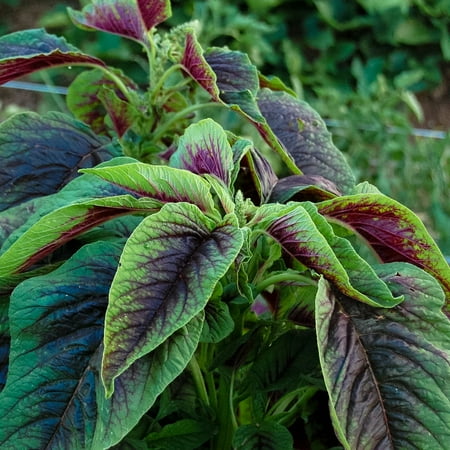 TomorrowSeeds - Red Leaf Amaranth Seeds - 2000+ Count - For 2026 Planting Amaranthus Tricolor