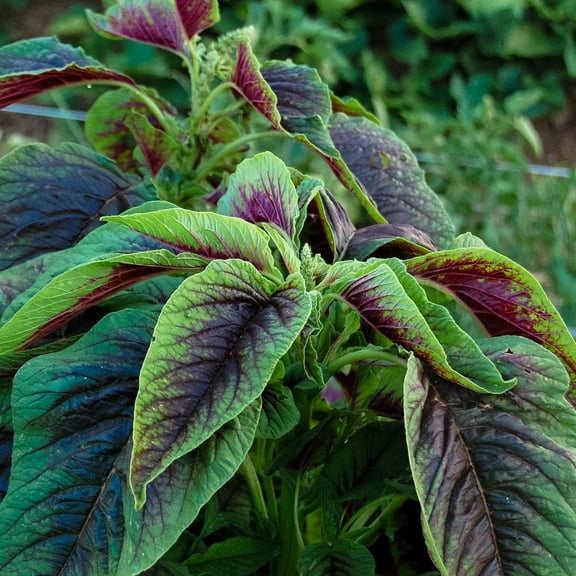 TomorrowSeeds - Red Leaf Amaranth Seeds - 2000+ Count - For 2026 Planting Amaranthus Tricolor