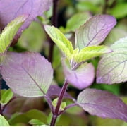 TomorrowSeeds - Red Leaf Holy Basil Seeds - 500+ Count Packet - (Krishna Tulsi) Ocimum Sanctum Tenuiflorum Tulasi Sweet Flower Purple Thai Kra Pow Herb Seed 2024