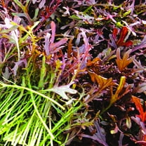 TomorrowSeeds - Red Mizuna Mustard Greens Seeds - 1500 Count - For 2025 Planting Japanese Water