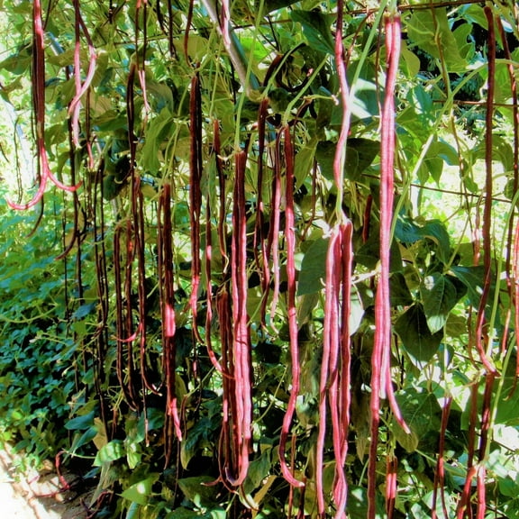 TomorrowSeeds - Red Noodle Yard Long Bean Seeds - 30+ Count - For 2025 Planting Pole Vegetable