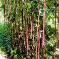 thumbnail image 1 of TomorrowSeeds - Red Noodle Yard Long Bean Seeds - 90+ Count - For 2025 Planting Pole Vegetable, 1 of 10