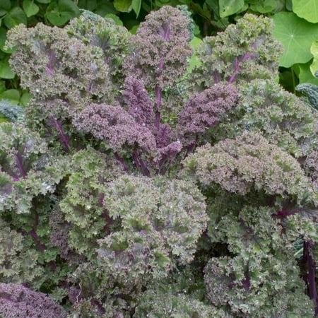 TomorrowSeeds - Red Russian Kale Seeds - 2000+ Count - For 2026 Planting Siberian Buda Rouge Purple