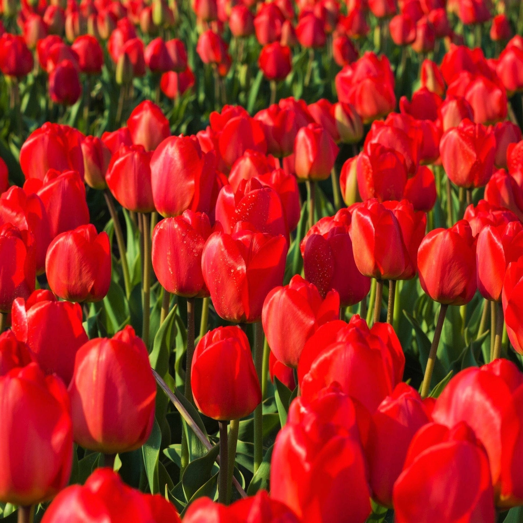 TomorrowSeeds Red Seadov Tulip Bulbs Dutch Grown Tulips Freshly