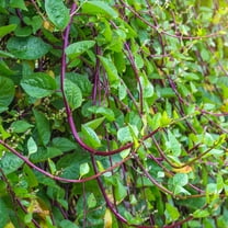 TomorrowSeeds - Red Stem Malabar Spinach Seeds - 150  Count - For 2026 Planting Basella Alba Rubra