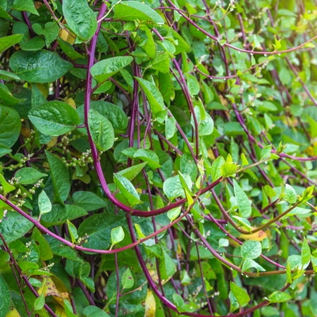 TomorrowSeeds - Red Stem Malabar Spinach Seeds - 150+ Count - For 2026 Planting Basella Alba Rubra