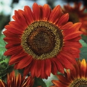 TomorrowSeeds - Red Sun Sunflower Seeds - 600+ Count - For 2026 Planting Maroon Burgundy Gold