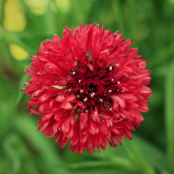 TomorrowSeeds - Red Tall Bachelor Button Seeds - 1000+ Count - For 2026 Planting Non-GMO Heirloom