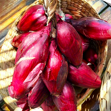 TomorrowSeeds - Red Tropea Onion Seeds - 200+ Count - For 2025 Planting Italian Cipolla Rossa Di