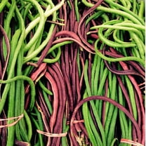 TomorrowSeeds - Red and Green Mix Yard Long Bean Seeds - 30  Count - For 2025 Planting 2 Colors